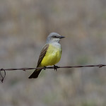 5/12/21, Western Kingbird Texas route 1780 south of Whiteface, TX.