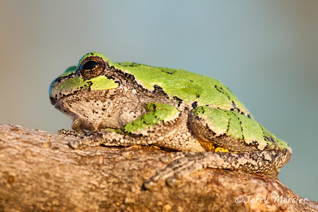 _MG_5859 - Tree frog.