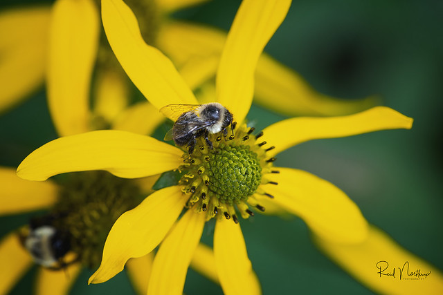 Bumblebee on Cut-Leaf Coneflower