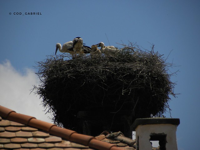Storcks in Viscri