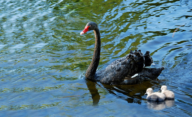 Black Swan with her babies