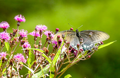pipevine swallowtail on ironweed