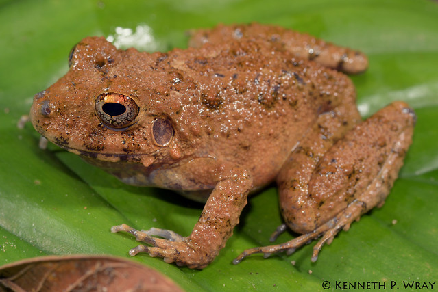 Oreobates quixensis (Common Big-headed Frog)