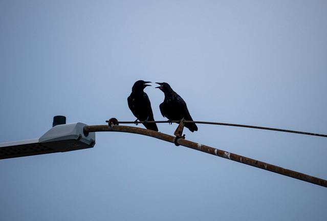 Crows on light standard