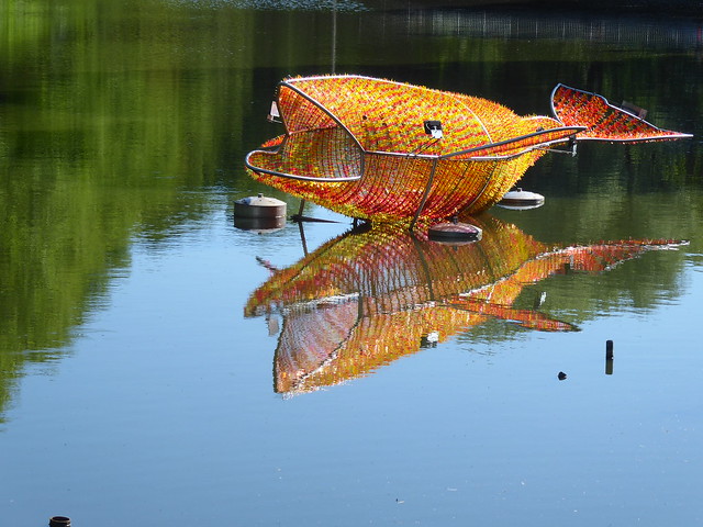 ein großer Goldfisch auf einem Teich in Rendsburg- ich habe sehr gestaunt...