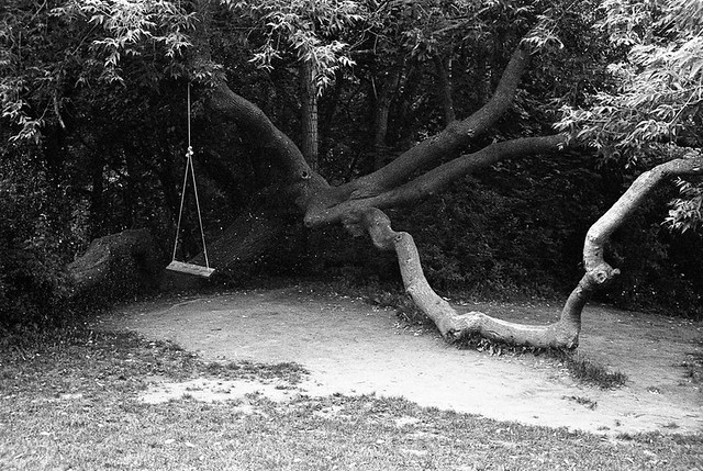 Swing and Low Hanging Tree