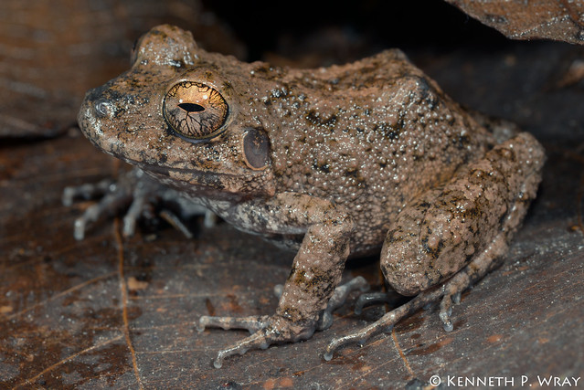 Oreobates quixensis (Common Big-headed Frog)