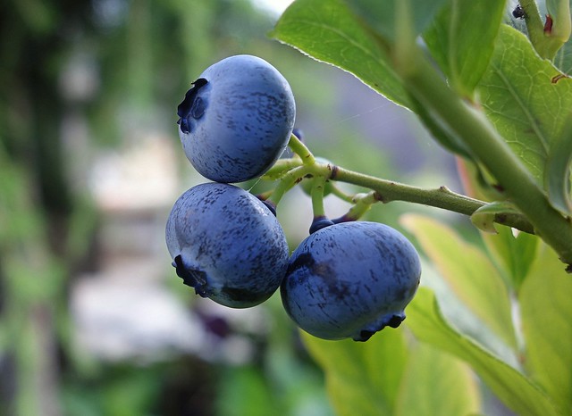 taste blueberries