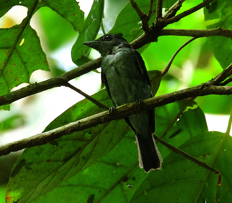 One-colored Becard_Pachyramphus homochrous_Ascanio_Colombia_DZ3A5426