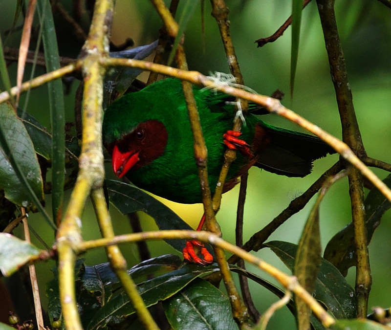 Grass-green Tanager_Chlorornis rieffierii_Ascanio_Colombia_DZ3A5953