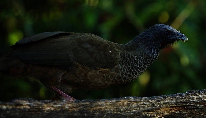 Colombia Chachalaca_Ortalis columbiana_Ascanio_Colombia_DZ3A6346