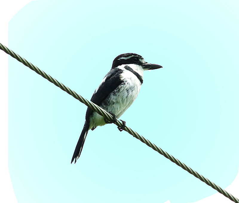 Pied Puffbird_Notharchus tectus_Ascanio_Colombia_DZ3A5672