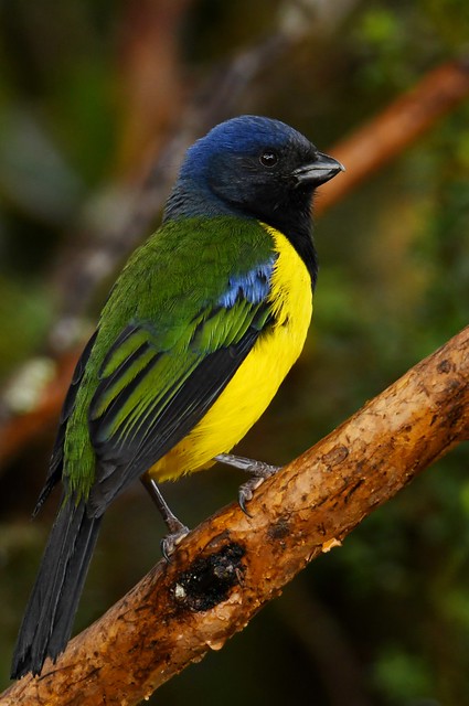 Cnemathraupis eximia chloronota - Schwarzbrust-Bergtangare - Black-chested Mountain-tanager
