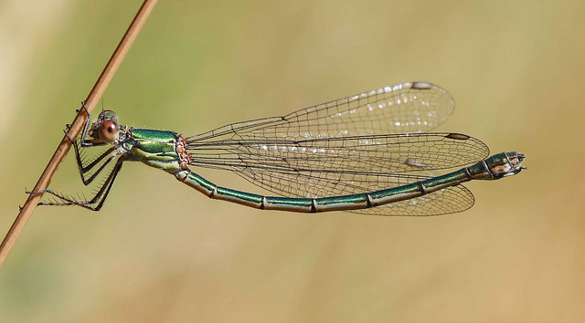 Willow emerald