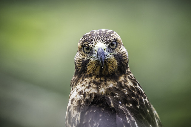 Juvenile Galapagos Hawk