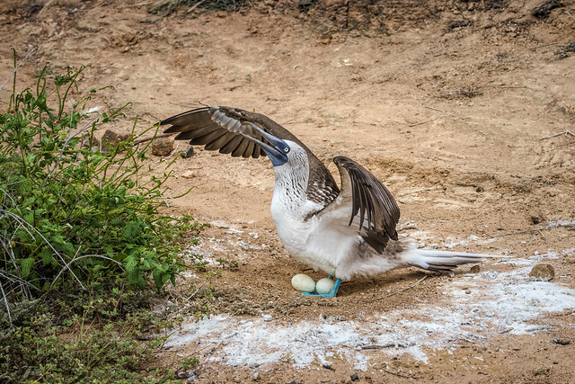 Blue-footed Booby protecting eggs