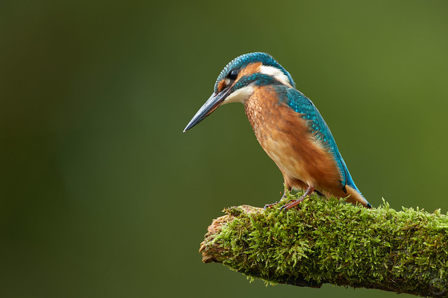 Eisvogel - Common Kingfisher - Vodomec - Alcedo atthis