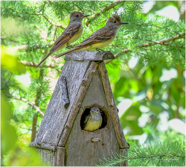 Introducing the Great Crested Flycatcher Family