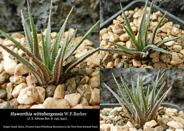 Haworthia wittebergensis (collage)
