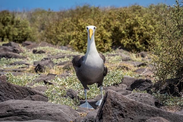 Galapagos Albatros...