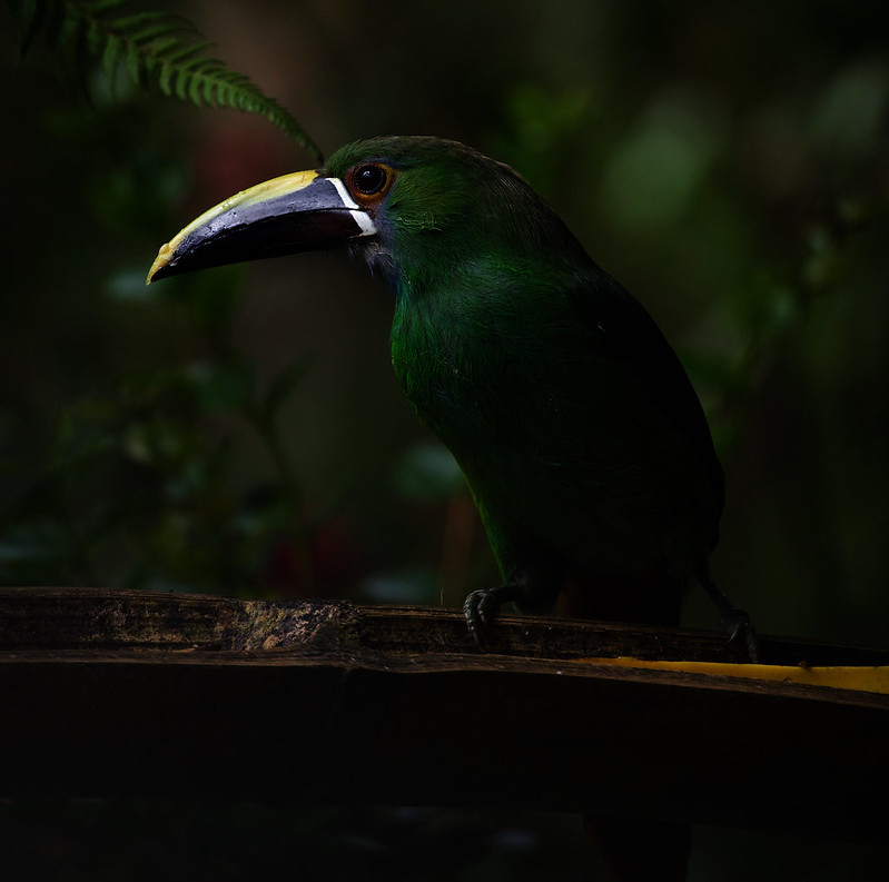 Southern Emerald-Toucanet_Aulacorhynchus albivitta_Ascanio_Colombia_DZ3A5017
