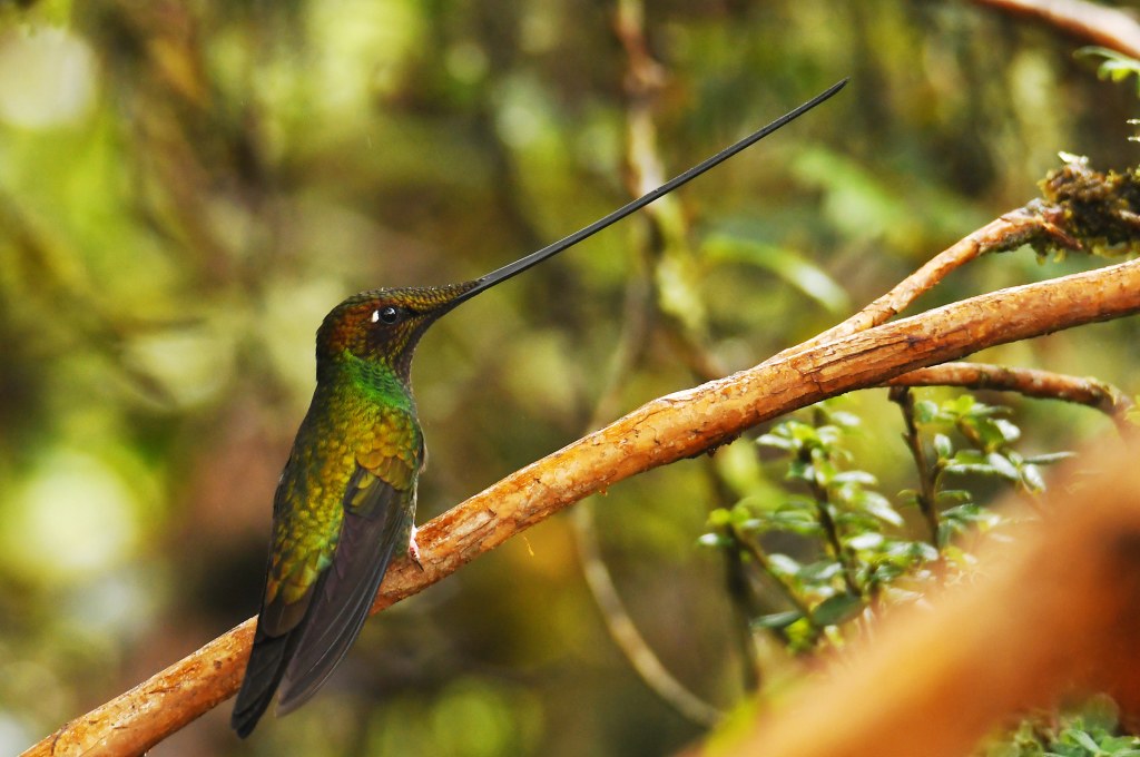 Ensifera ensifera - Schwertschnabelkolibri - Sword-billed hummingbird