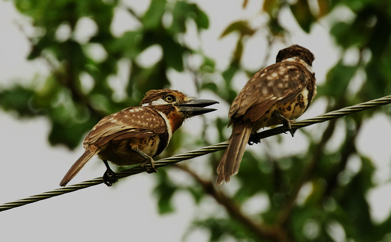Russet-throated Puffbird_Hypnellus ruficollis_Ascanio_Colombia_DZ3A5570