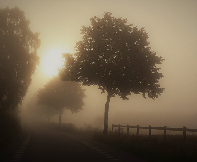 Morning fog