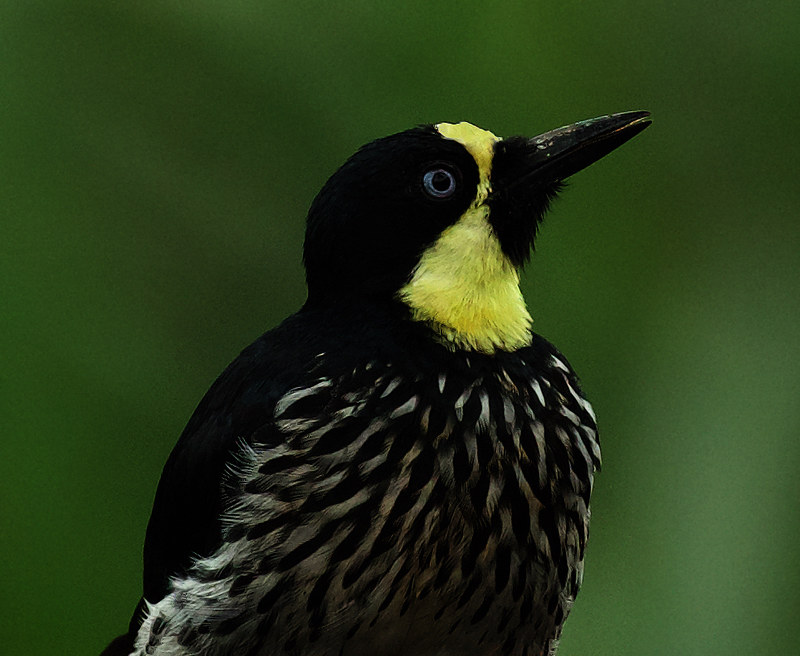 Acorn Woodpecker_Melanerpes formicivorus_Ascanio_Anqtioquia_Colombia_DZ3A5685