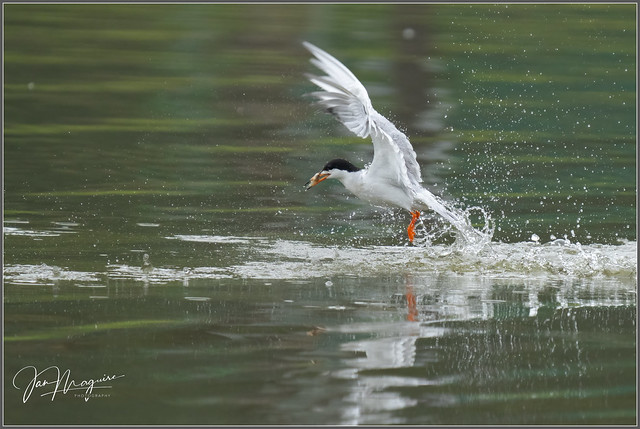 Tern with Catch 5133