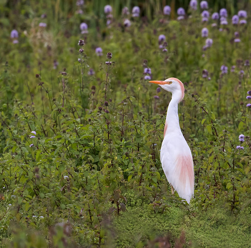 Cattle Egret in breeding plumage | by Stephen B53