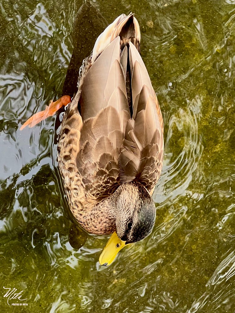 Duck Meta Duck | Meta Gatschenberger | Flickr