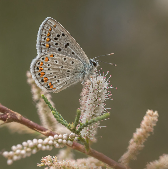 Butterfly - Azure comun - Polyommatus icarus
