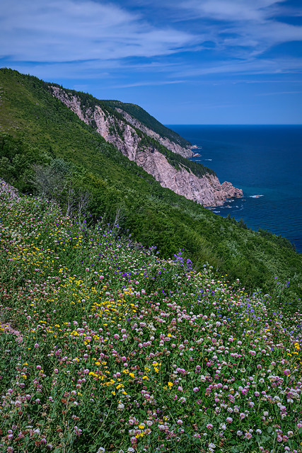 View of wildflowers and the Atlantic Ocean from Cape Breton Highlands National Park, Cape Breton Island, Nova Scotia, Canada