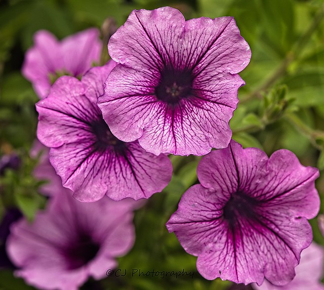 Purple Flowers Summer Beauty
