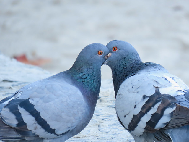 Pombo-doméstico/Rock Pigeon