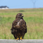Swainson's Hawk / Buteo swainsoni, dark morph