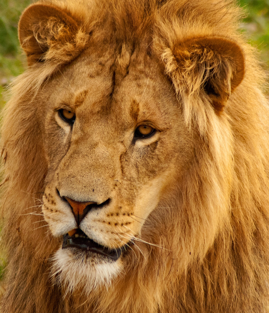 Portrait Of A Lion
