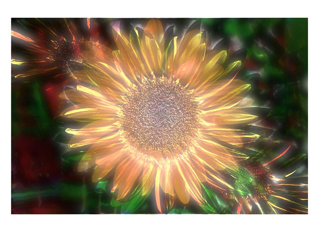 Western Sun Flower #8 Framed