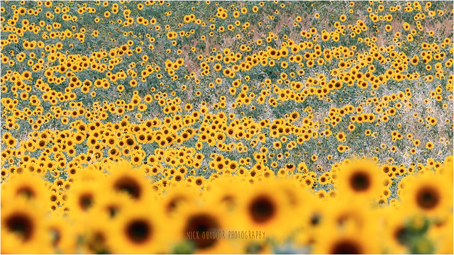 Sunflowers hill