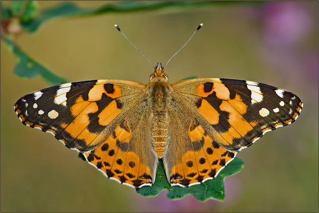 World's most cosmopolitan butterfly
