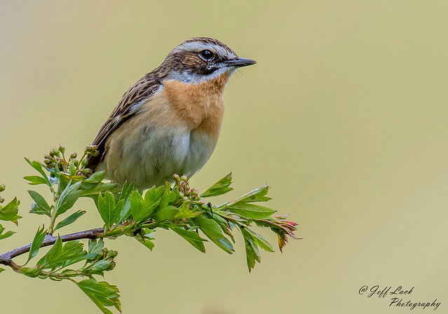 DSC2534  Whinchat....