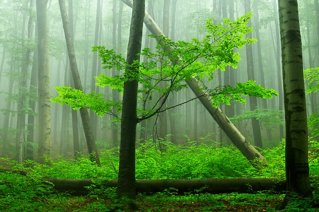 Enchanted forest III