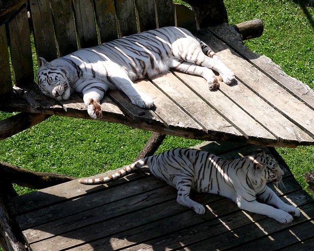 Kerrnhof, Weisse Tiger / White tigers
