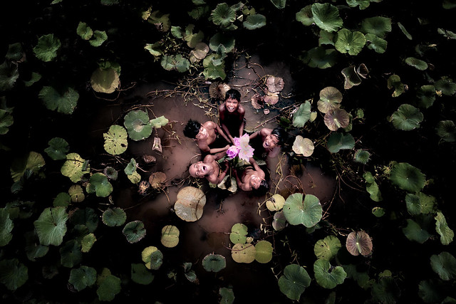 Lotus Pond - Kratie, Cambodia