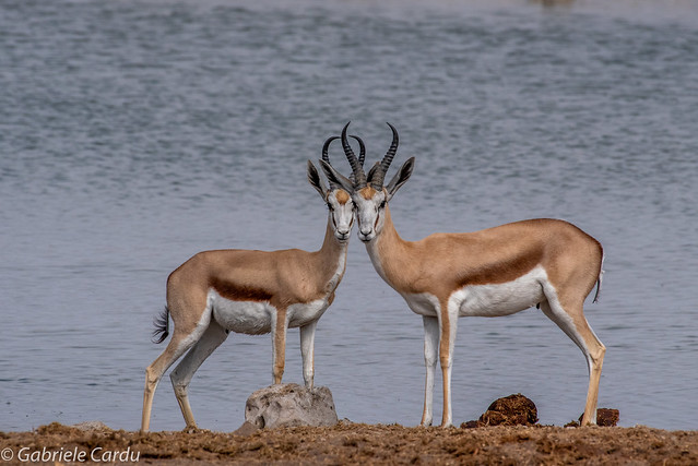 Springboks, Okaukuejo, Etosha National Park, Namibia