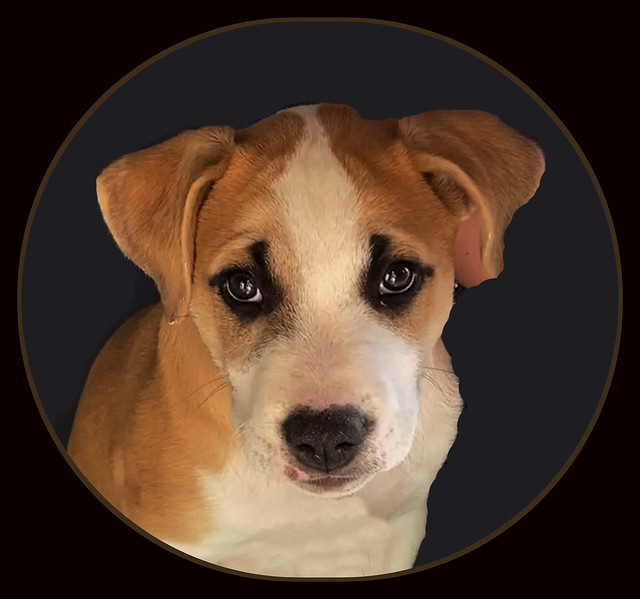 A Puppy Dog Portrait