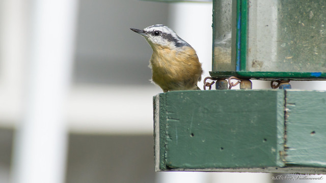 Sittelle à poitrine rousse – Red-breasted Nuthatch, Beauce, Canada - 07686