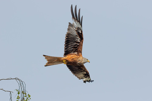 Red Kite | by craig.denford