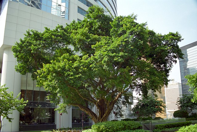The HK$26M Banyan tree of Pacific Place, Hong Kong